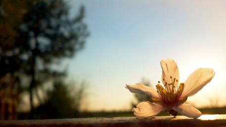 Delicate Sunshine Blooming Flower Wallpaper wallpaper