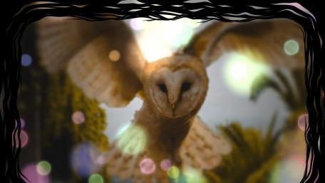 Owl bokeh wallpaper