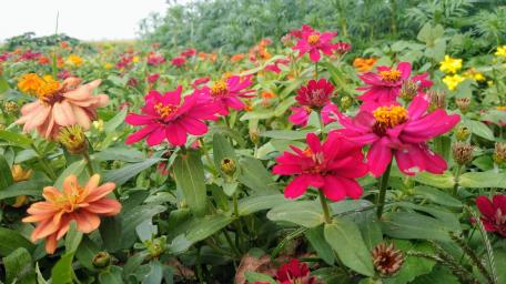 Flower Garden wallpaper