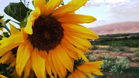 sun flowers wallpaper