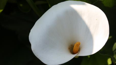 Flower wallpaper