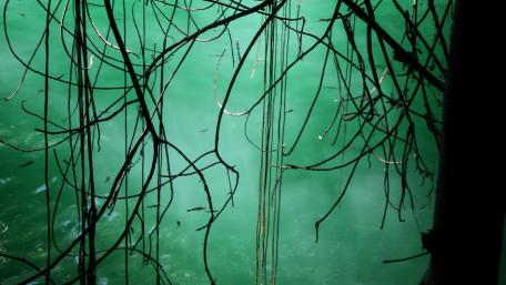 Swamp wallpaper