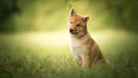 Happy Dog in a Serene Meadow Scene wallpaper