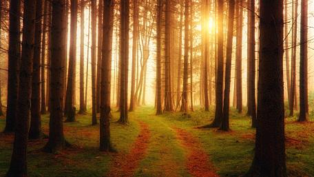 Whispering Pines and Golden Light wallpaper
