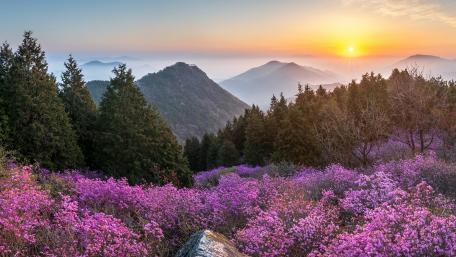 Mountain Sunrise Over Pink Blossoms wallpaper