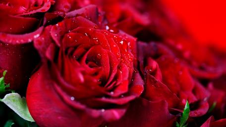 Romantic Red Roses in Bloom wallpaper