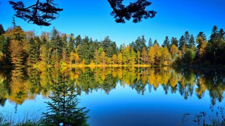 Tranquil Forest Reflections in 4K wallpaper