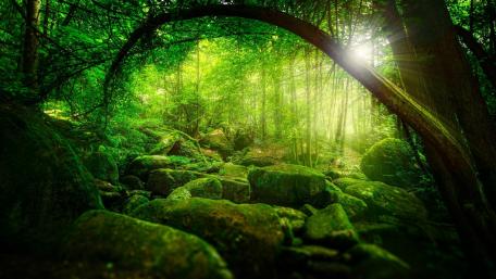 Sunlit Green Forest Oasis wallpaper