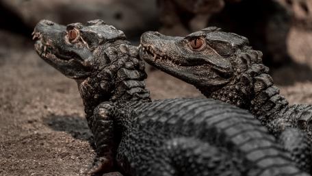 Crocodile Companions in Nature’s Embrace wallpaper