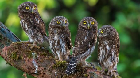 Owl Quartet in Nature's Embrace wallpaper