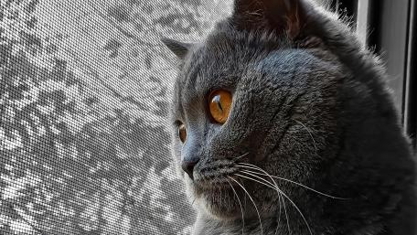 Cat wallpaper