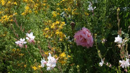 Garden flowers wallpaper