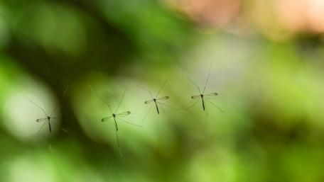 Insects wallpaper