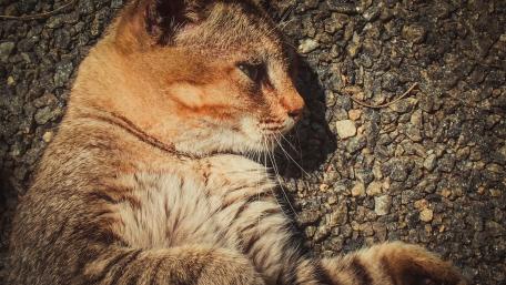 Cat wallpaper