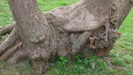 Tree wallpaper