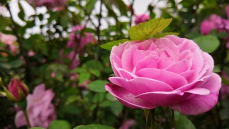 flower wallpaper