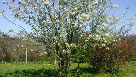 Tree in bloom wallpaper