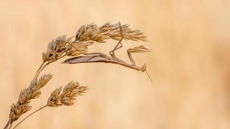 Intricate Mantis in Natural Habitat wallpaper