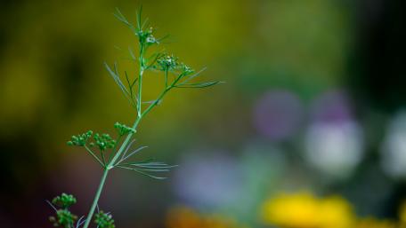 Lonely Grass wallpaper