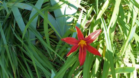 Vibrant Red Flower Among Green Leaves wallpaper