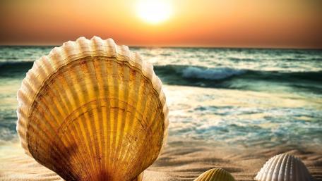Majestic Sunset Over the Sea with Shells wallpaper