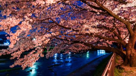 Enchanting Cherry Blossoms Under Moonlight wallpaper