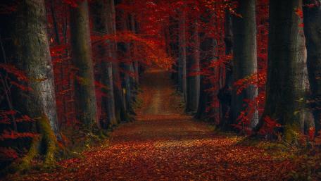 Autumn's Enchanted Pathway: A Journey Through Red Woods wallpaper
