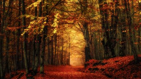 Autumn Pathway Through Enchanted Forest wallpaper