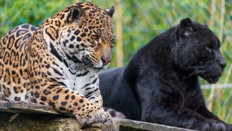 Majestic Duo of Big Cats wallpaper