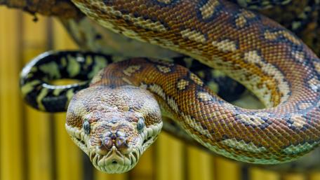 Mysterious Serpent in High Definition wallpaper