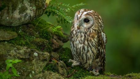 Little Owl in Verdant Habitat wallpaper