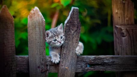 Curious Kitten Peeking Through Wooden Fence wallpaper