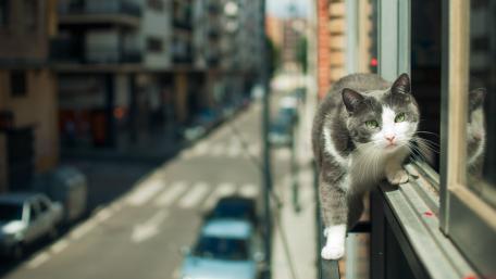 Brave Cat on Urban Adventure wallpaper