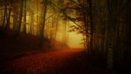 Golden Pathway Through the Misty Autumn Forest wallpaper