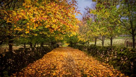 Golden Autumn Leaves on a Serene Pathway wallpaper