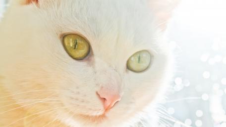 Majestic White Cat with Captivating Eyes wallpaper