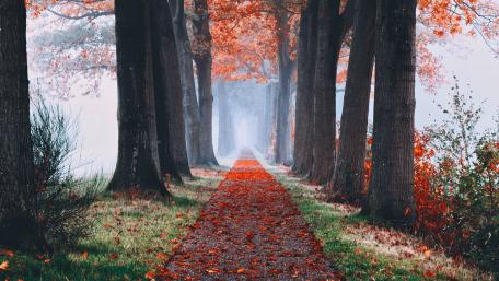 Autumn promenade wallpaper