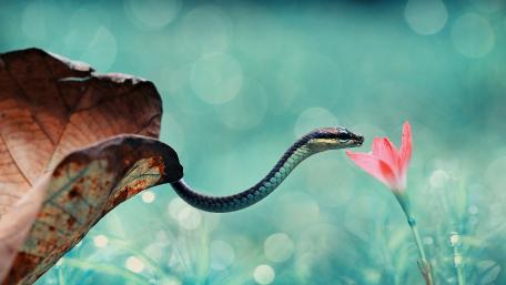 Serpent's Gentle Encounter wallpaper