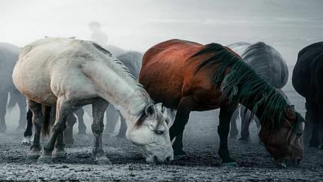 Majestic Horses in a Misty Herd Scene wallpaper