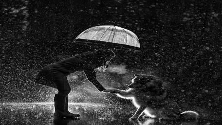 Rain-Soaked Bonding wallpaper