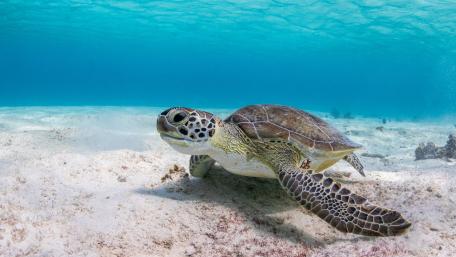 Sea Turtle Gracefully Gliding Underwater wallpaper