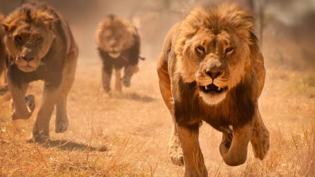 Majestic Lions on the Prowl wallpaper