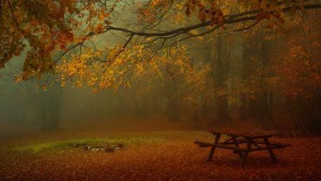 Autumn Serenity in the Forest wallpaper