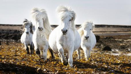 Galloping Together in Harmony wallpaper