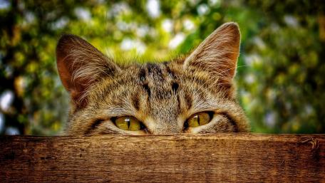 Peeking Curiosity of a Feline Friend wallpaper