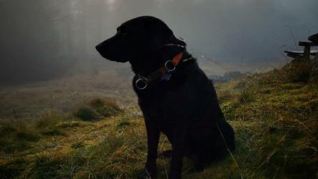 Misty Morning Walk with a Loyal Companion wallpaper