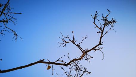 Bare Branch Against Clear Sky wallpaper
