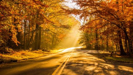 Golden Autumn Pathway wallpaper
