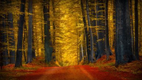 Majestic Autumn Forest Road in Splendid Colors wallpaper