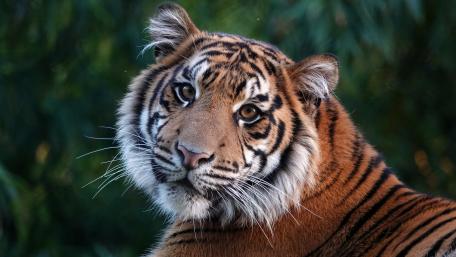 Majestic Tiger in its Natural Habitat wallpaper